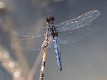 Crocothemis nigrifrons male-221091